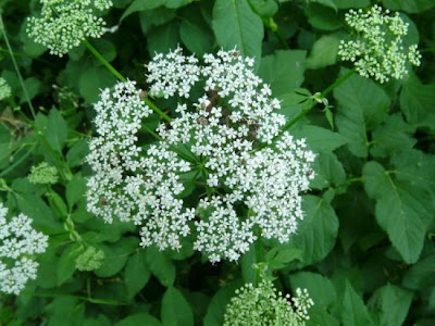 Goutweed Goutweed