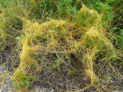 Cuscuta ungherese Cuscuta ungherese