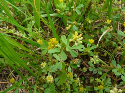 Yellow clover