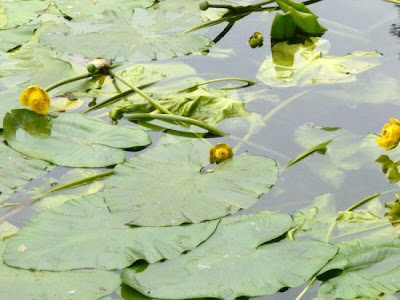 Yellow pond-lily