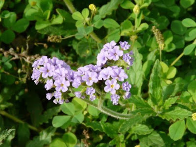 Blue heliotrope