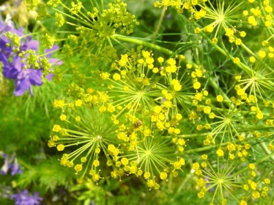 Dill Dill