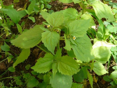 Galinsoga aveludado