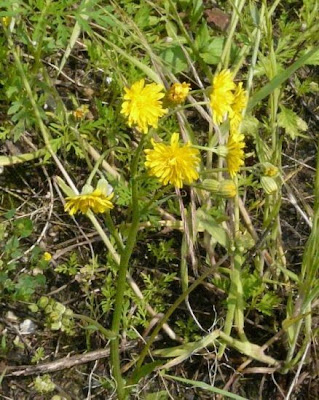 Crépis à tige capillaire Crépis à tige capillaire