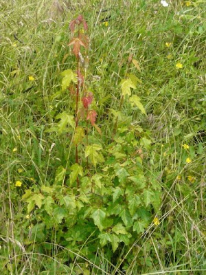 Acer saccharinum