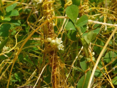 Cuscuta ungherese Cuscuta ungherese