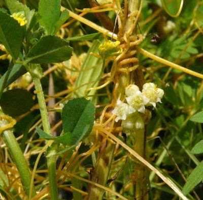 Cuscuta ungherese Cuscuta ungherese