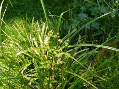 Cyperus eragrostis Lam.