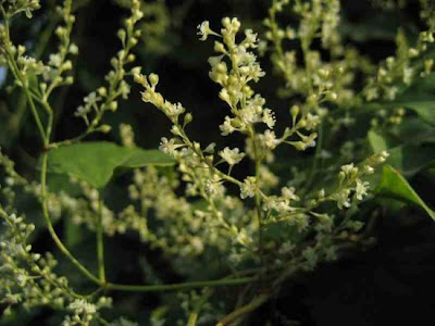 Fallopia multiflora,
Chinese knotweed,
fo ti,
he shou wu