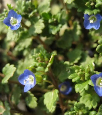 Veronica lucida