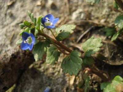 Veronica lucida