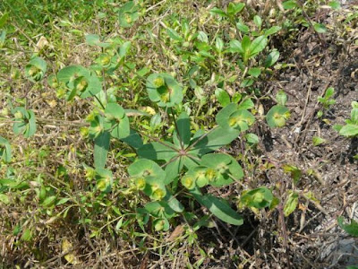Euforbia insubrica