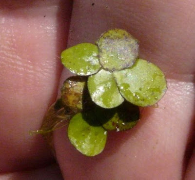 Spirodela polyrhiza (L.) Schleid.