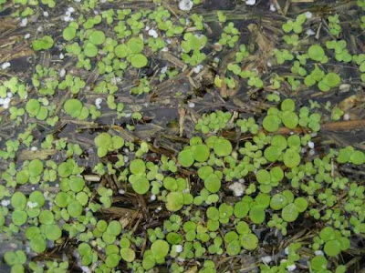 Spirodela polyrhiza (L.) Schleid.