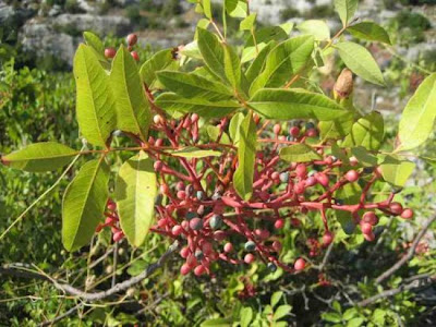 Pistacia terebinthus L.