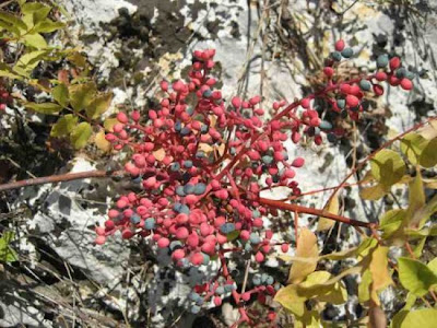 Pistacia terebinthus L.