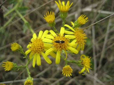 Jacobaea erucifolia,
Senecione serpeggiante