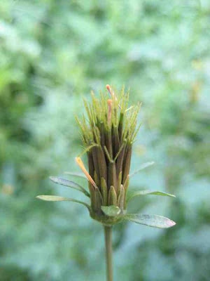 Bidens bipinnata L.