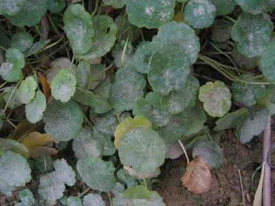 Gewöhnlicher Wassernabel Gewöhnlicher Wassernabel