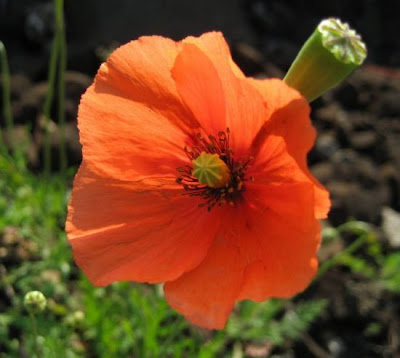 Saat-Mohn