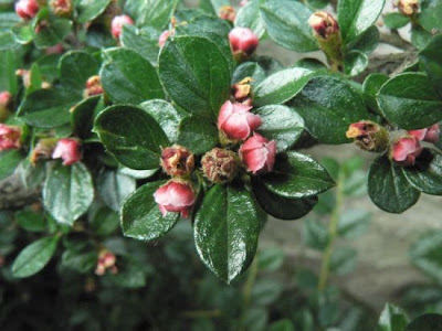 Wall Cotoneaster Wall Cotoneaster