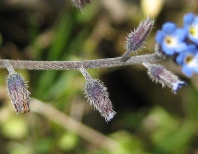 Early Forget Me Not