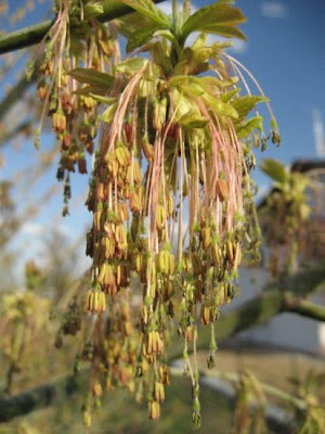 Acer negundo L.