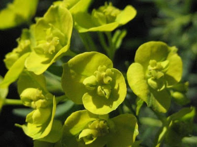 Leafy spurge Leafy spurge