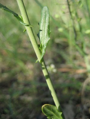 Erba storna agliacea