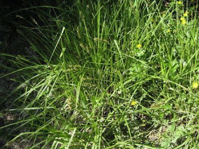 Carex otrubae Podp.