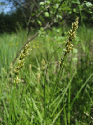 Carex otrubae Podp.