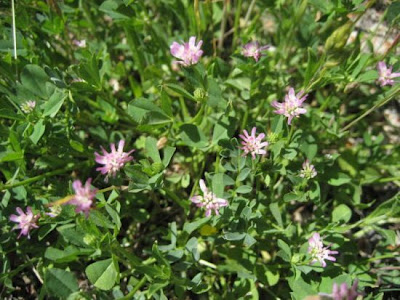 Burdock clover Burdock clover