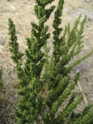 Cut-leaf goosefoot Cut-leaf goosefoot