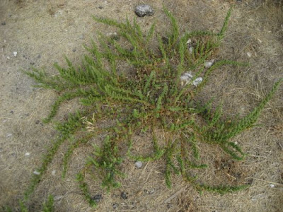 Cut-leaf goosefoot Cut-leaf goosefoot