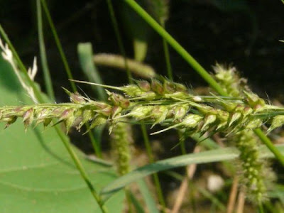 Echinochloa crusgalli,
Giavone comune