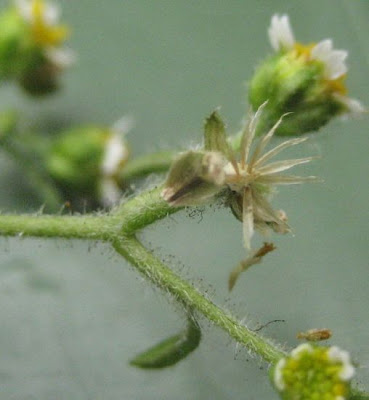 Galinsoga aveludado