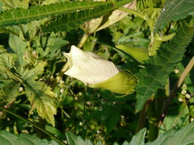 Abelmoschus esculentus,
gombo,
gumbo,
kacang bendi,
kopi arab,
lady's-fingers,
okra,
quiabo
