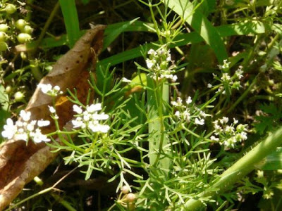 Chinese parsley