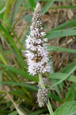Mentha suaveolens Ehrh.
