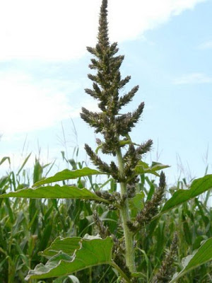 Amaranthus hybridus