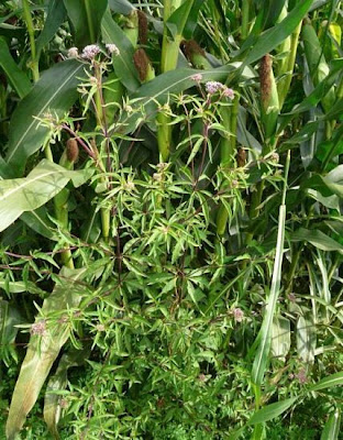 Hemp-agrimony Hemp-agrimony