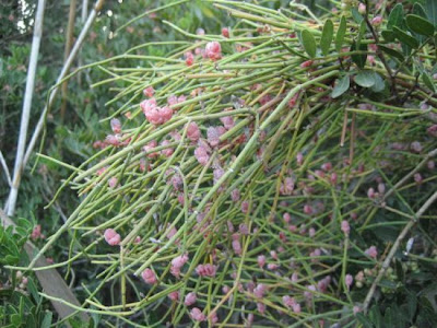 Ephedra fragilis Desf.