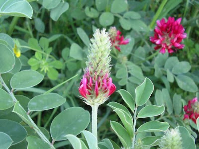 Sainfoin d'Espagne