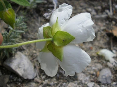 Cisto femmina