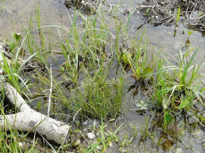Juncus articulatus,
Giunco nodoso,
jointed rush,
jointleaf rush,
juncus