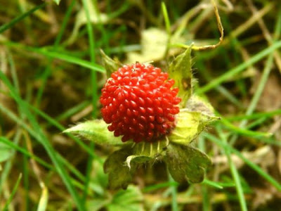 Fragola matta Fragola matta
