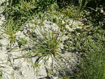 Cyperus microiria Steudel