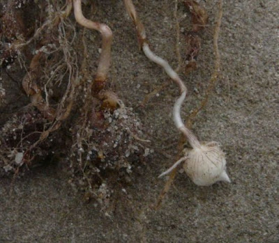 Juncia avellanada