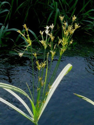 Galingale