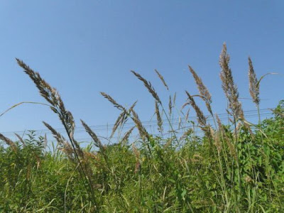 Calamagrostis epigejos,
bush grass,
Cannella delle paludi,
Wood Small Reed,
wood smallreed